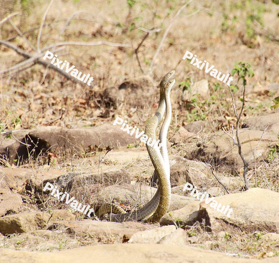 Two Cape cobras in the desert